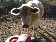 Cow