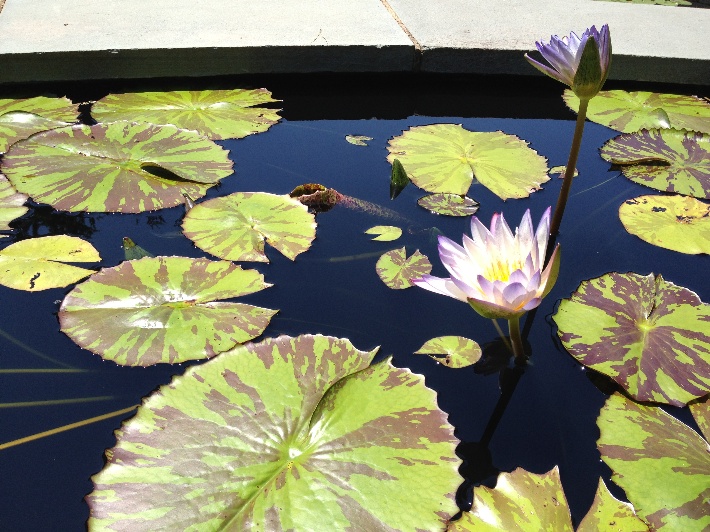 Water Lillie